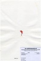 藏品(長柄雀冠藻)的圖片